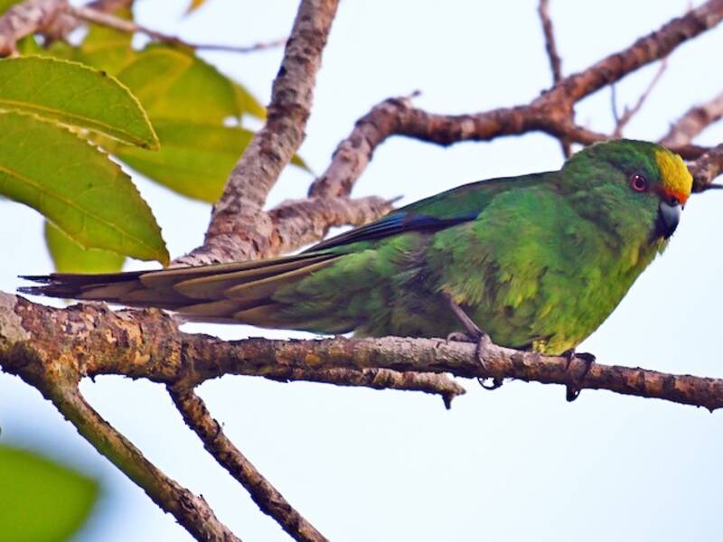 Malherbe's Parakeet, Photos 4