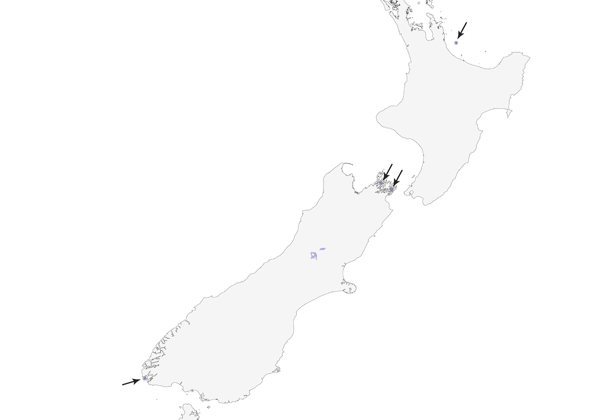 Malherbe's Parakeet, Distribution 1