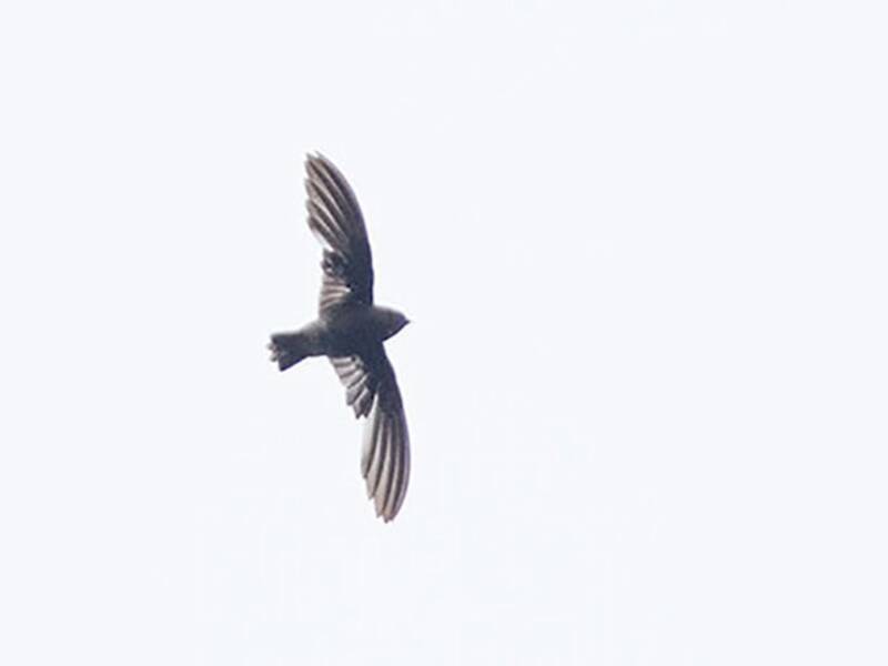 Madagascar Spinetail, Photos 2