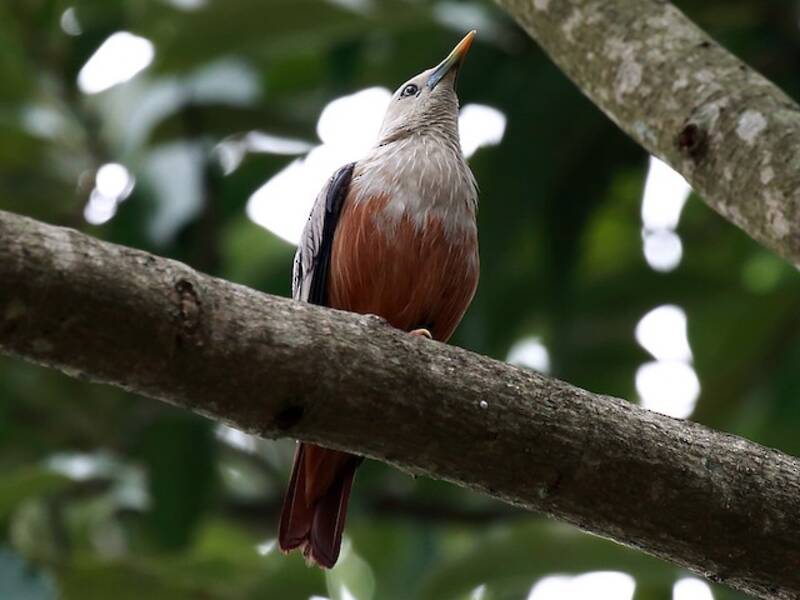 Estornino de Malabar, Fotos 3