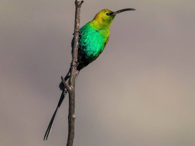 Malachitnektarvogel, Fotos 4