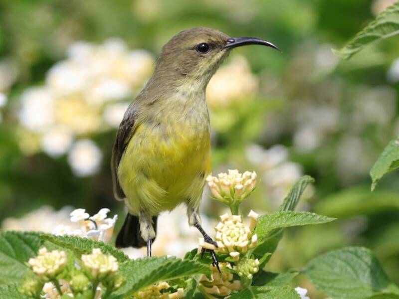 Malachitnektarvogel, Fotos 3