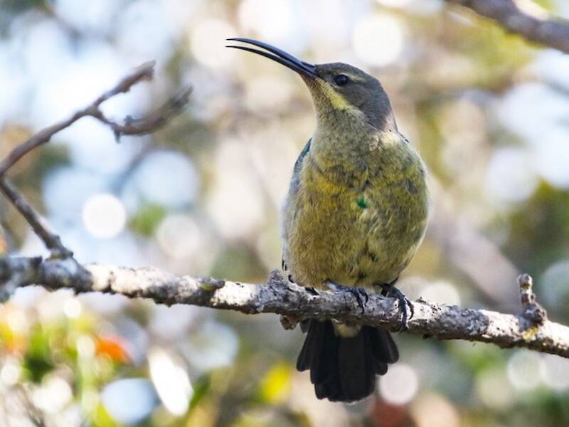 Malachitnektarvogel, Fotos 2