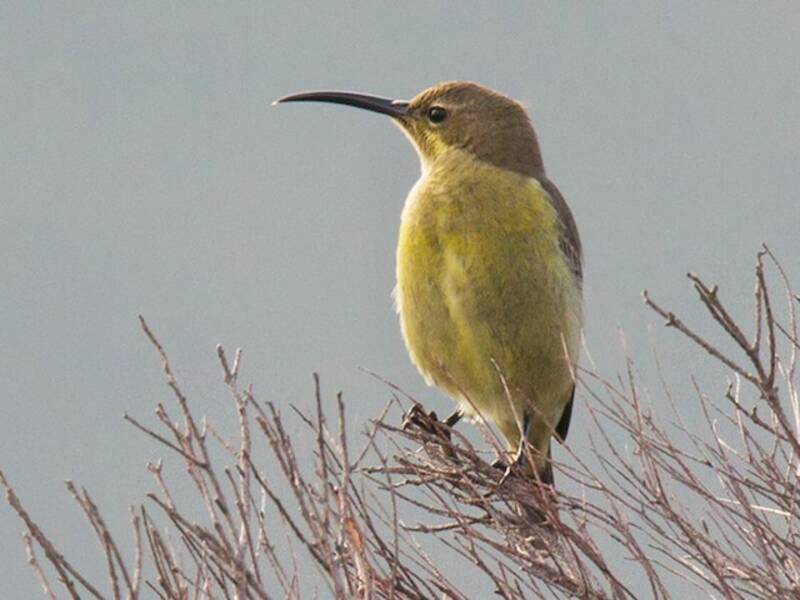 Malachite Sunbird