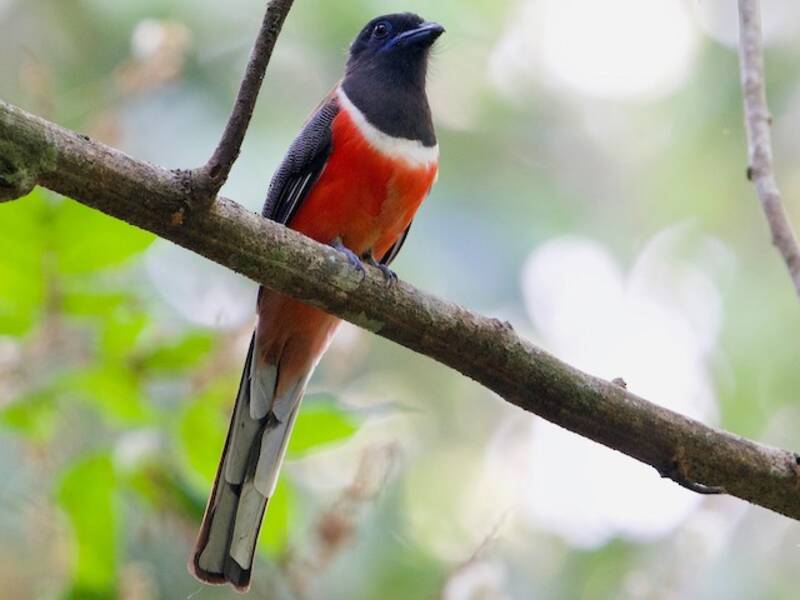 Malabar-Trogon, Fotos 2