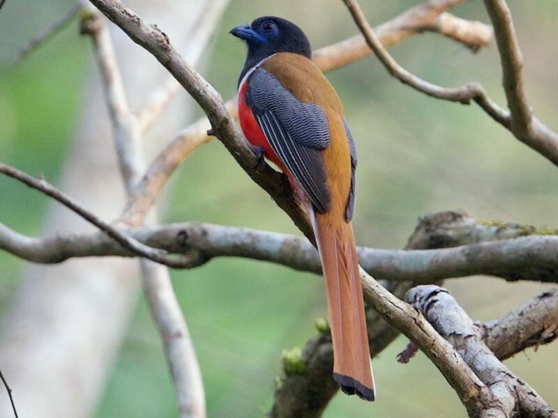 Malabar-Trogon, Fotos 3