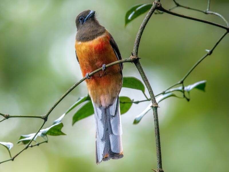 Malabar-Trogon, Fotos 4