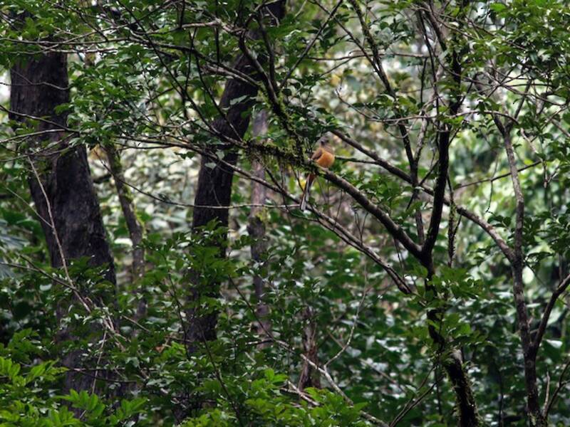 Malabar-Trogon