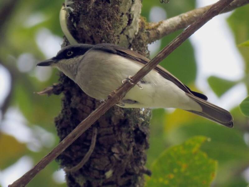 Malabar Woodshrike