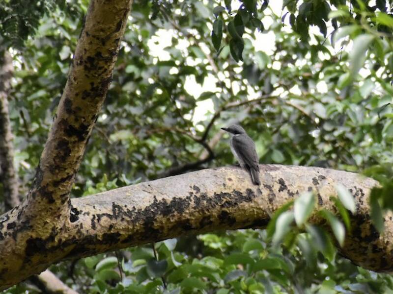 Averla boschereccia del Malabar, Foto 3