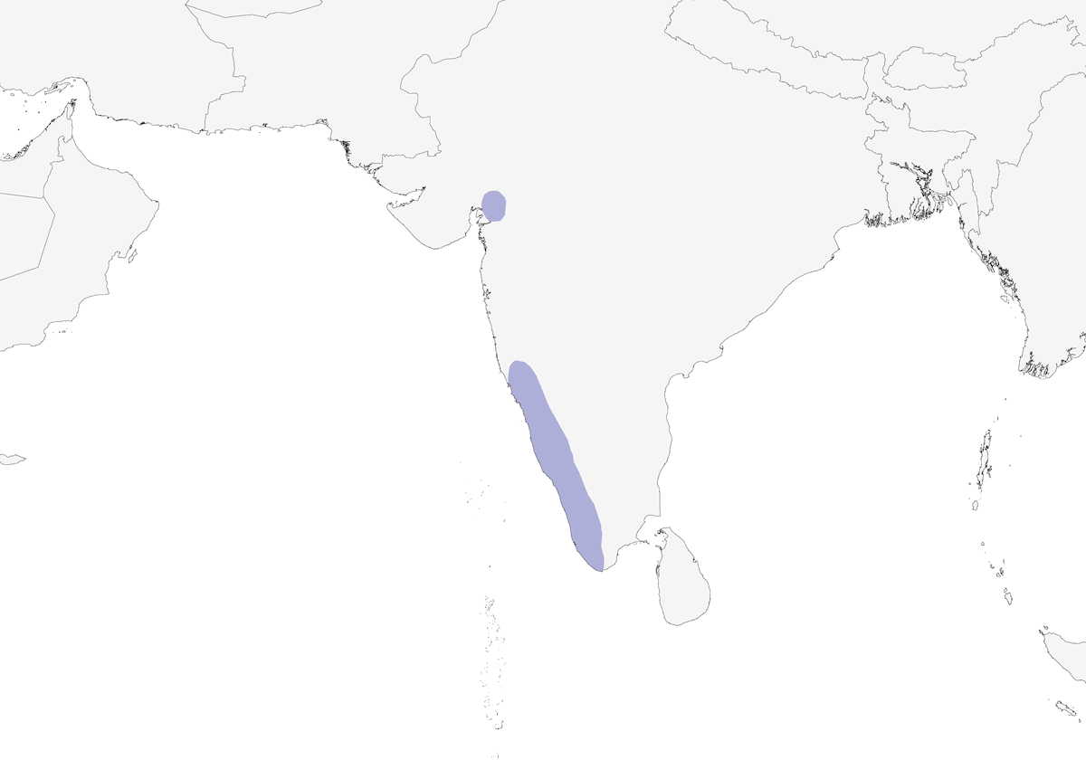 Averla boschereccia del Malabar, Distribuzione 1
