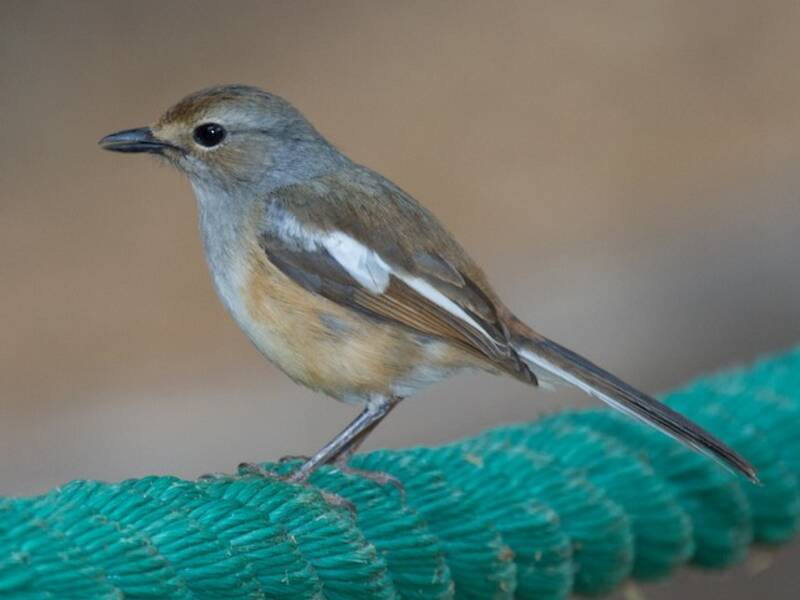 Shama de Madagascar