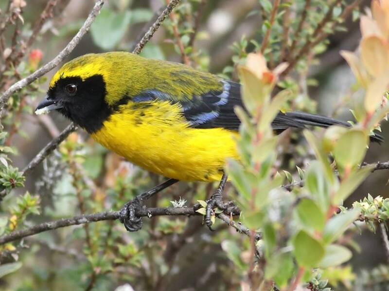 Masked Mountain Tanager, Photos 3