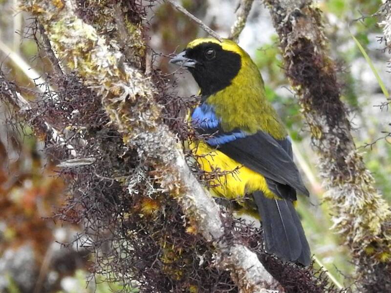 Masked Mountain Tanager, Photos 4