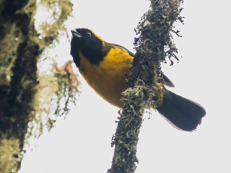 Masked Mountain Tanager, Photos 2
