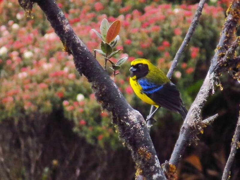 Masked Mountain Tanager