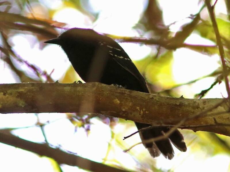 Manu Antbird