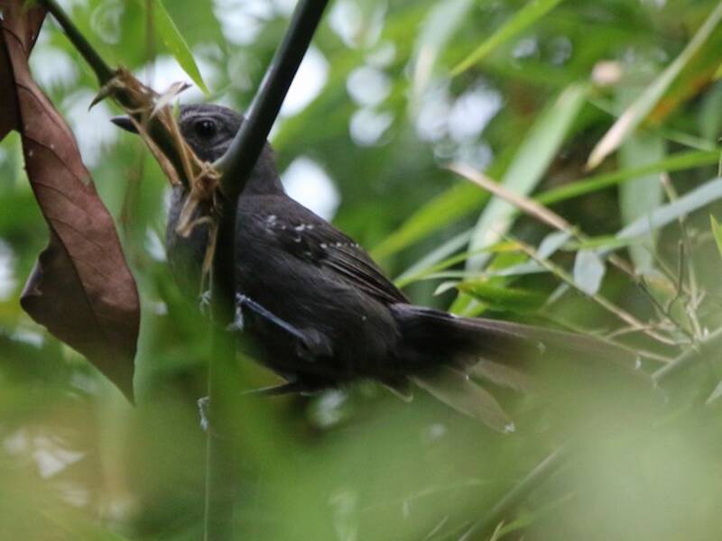 Manu-Ameisenvogel, Fotos 2