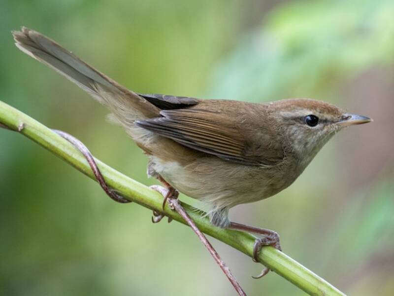 Manchurian Bush Warbler