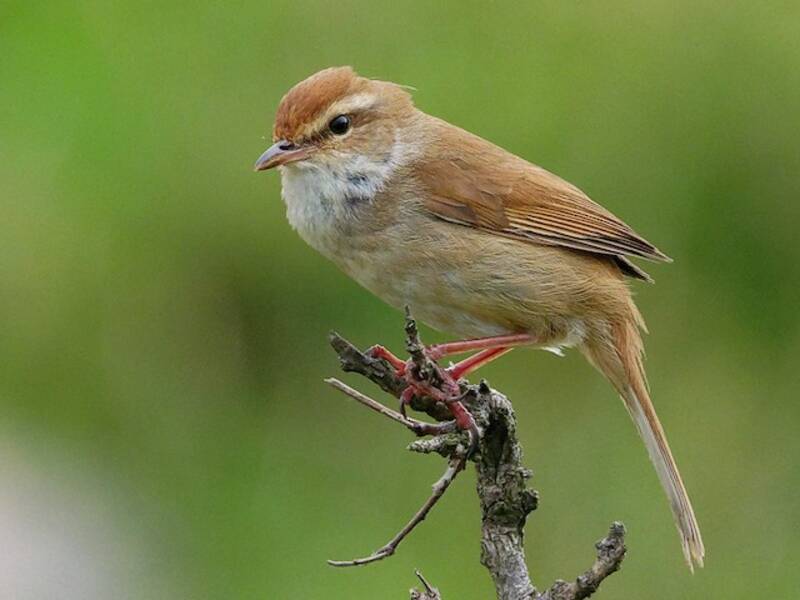 Manchurian Bush Warbler, Photos 2