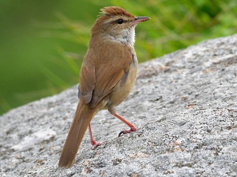 Manchurian Bush Warbler, Photos 3