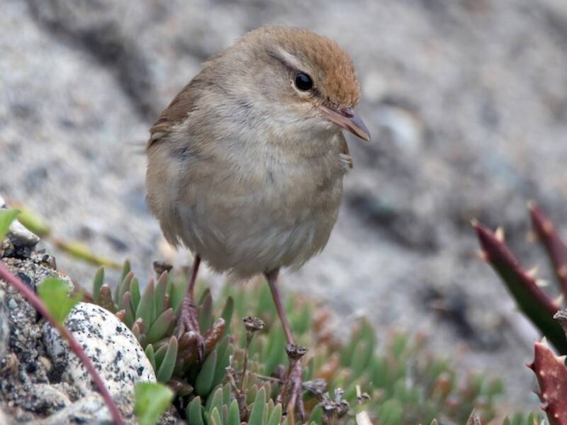 Manchurian Bush Warbler, Photos 4