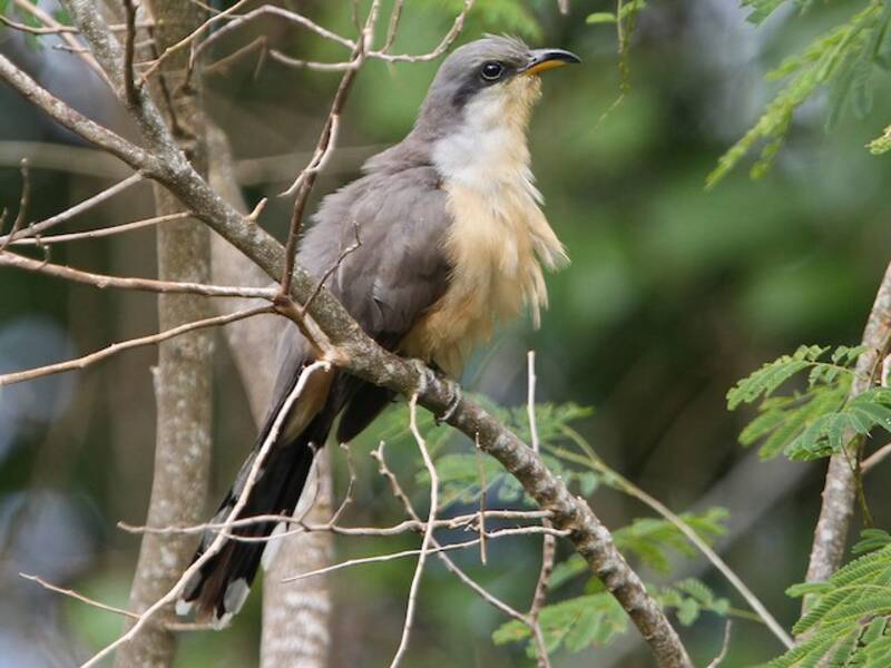 Mangrovenkuckuck, Fotos 3