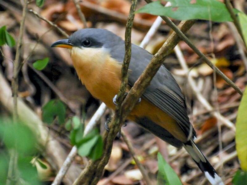 Mangrovenkuckuck, Fotos 2