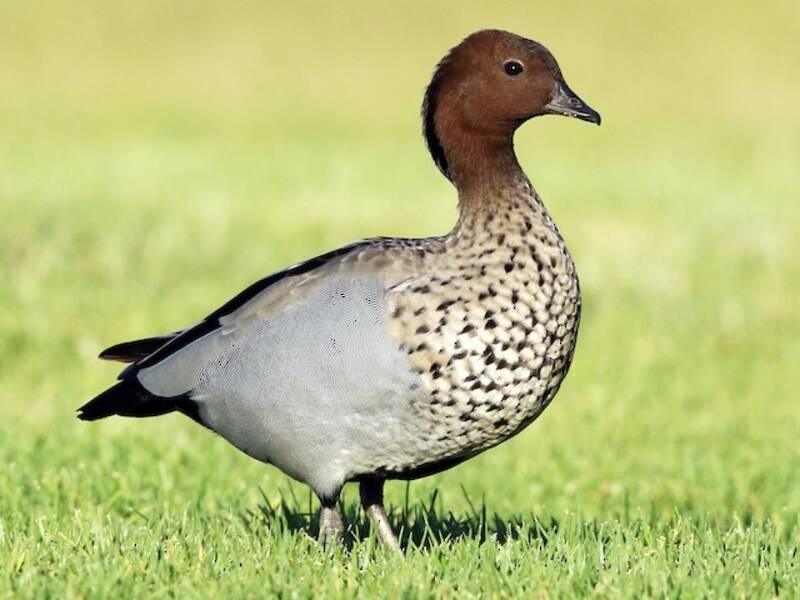 Maned Duck, Photos 3