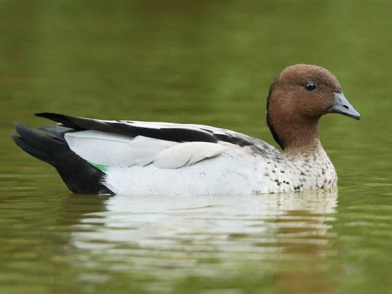 Maned Duck, Photos 4