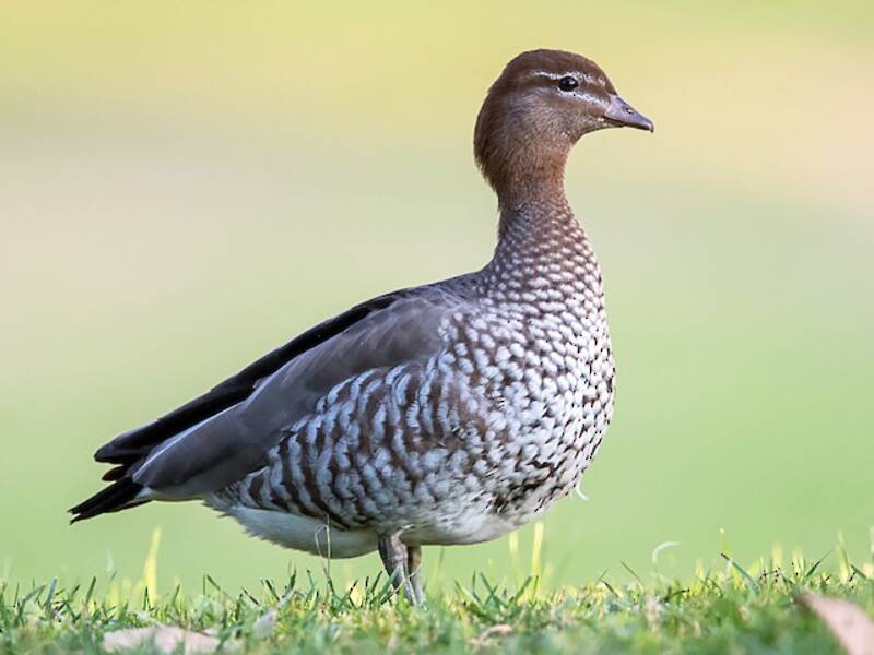Maned Duck, Photos 2