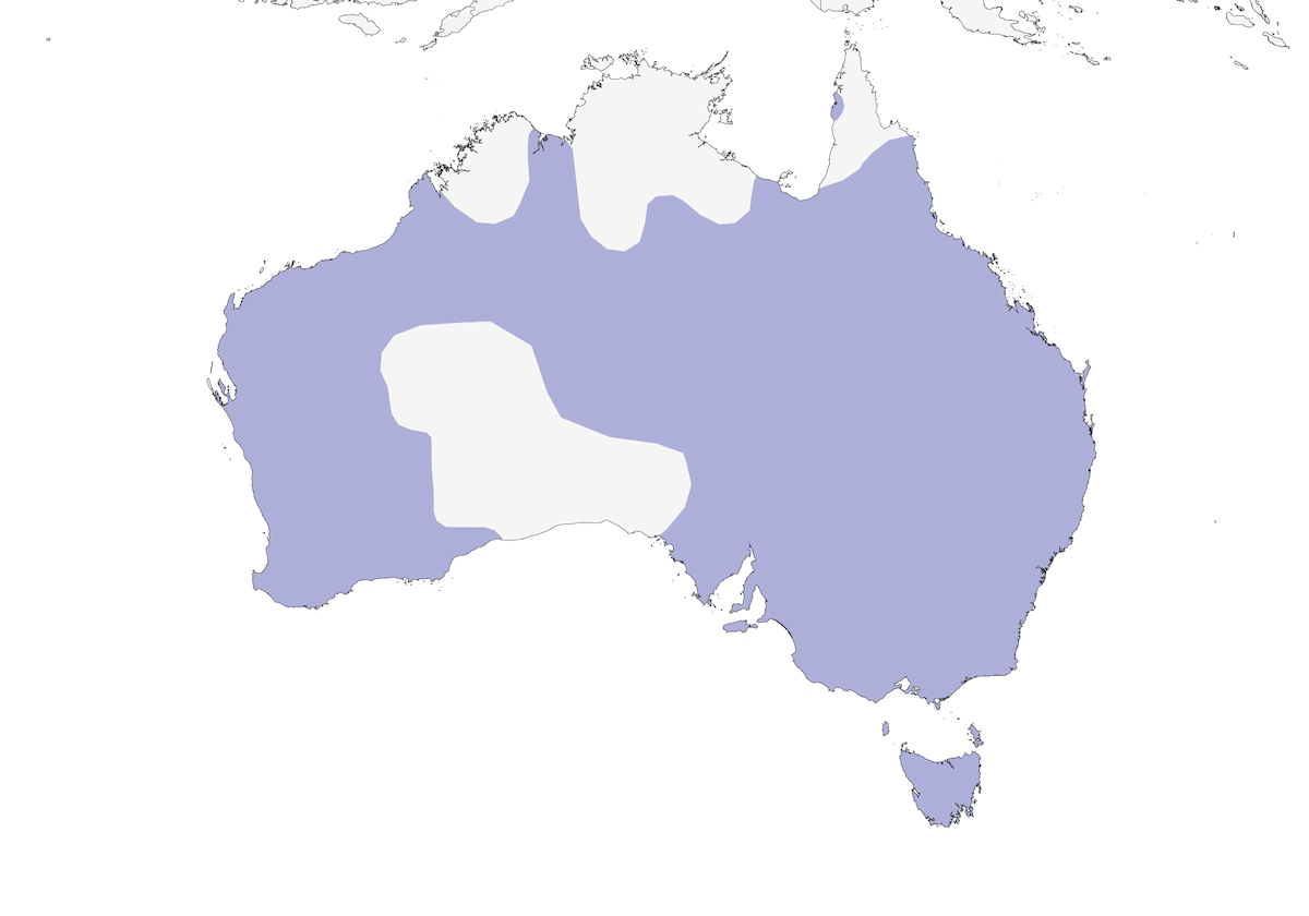 Maned Duck, Distribution 1