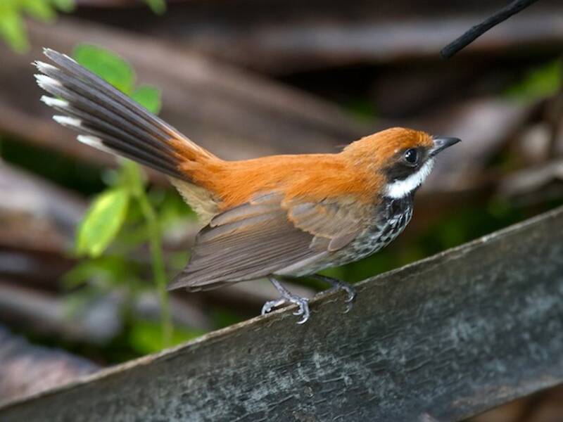 Manus Fantail, Photos 4