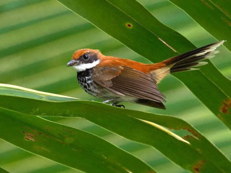 Manus Fantail, Photos 2