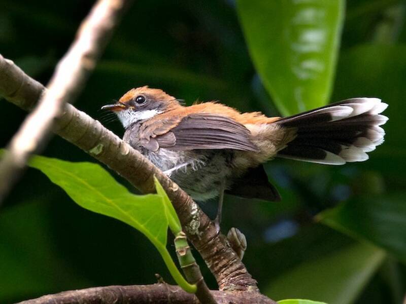 Manus Fantail, Photos 3