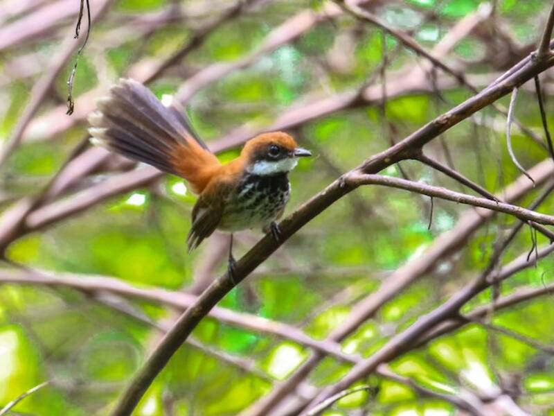Manus Fantail