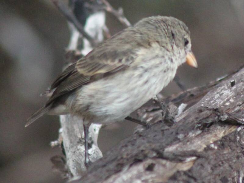Mangrove Finch, Photos 2