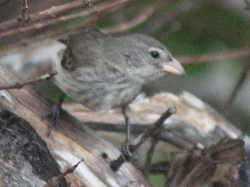 Mangrove Finch