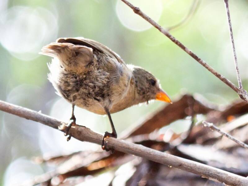 Mangrove Finch, Photos 3