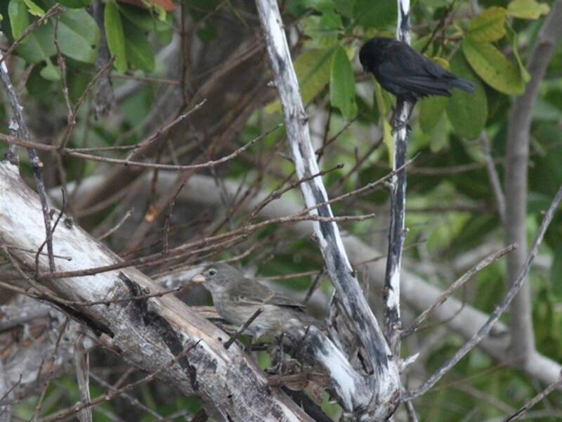 Mangrove Finch, Photos 4