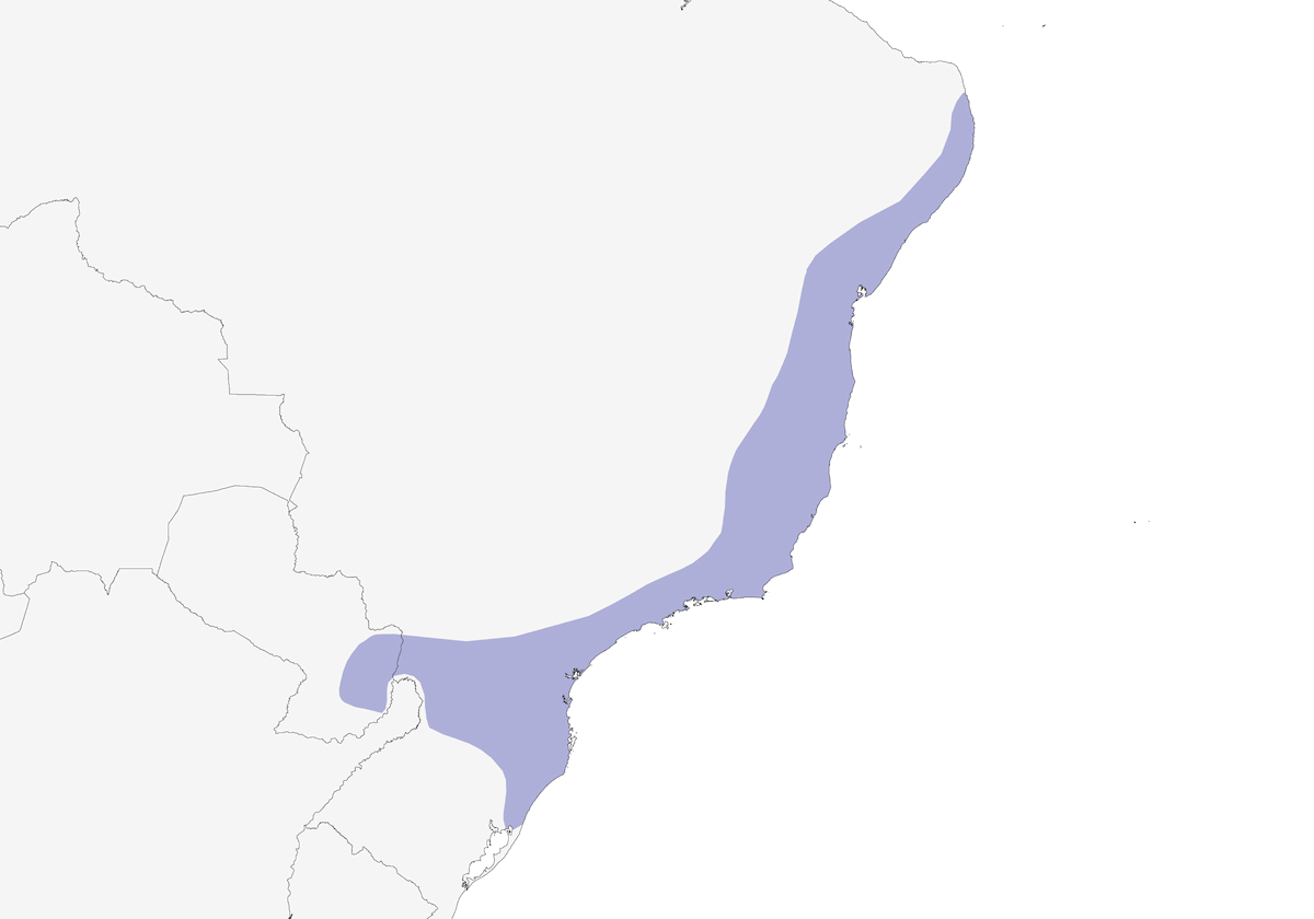 Buse mantelée, Distribution 1