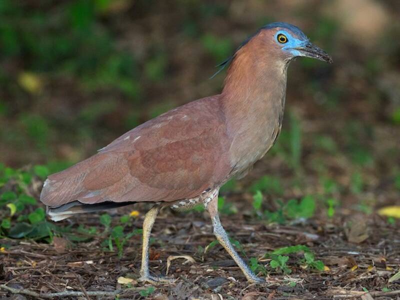 Malayan Night Heron, 照片 3