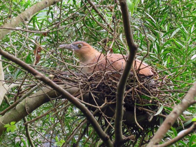 Malayan Night Heron, 照片 2