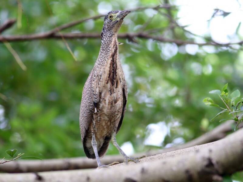 Malayan Night Heron, 照片 4