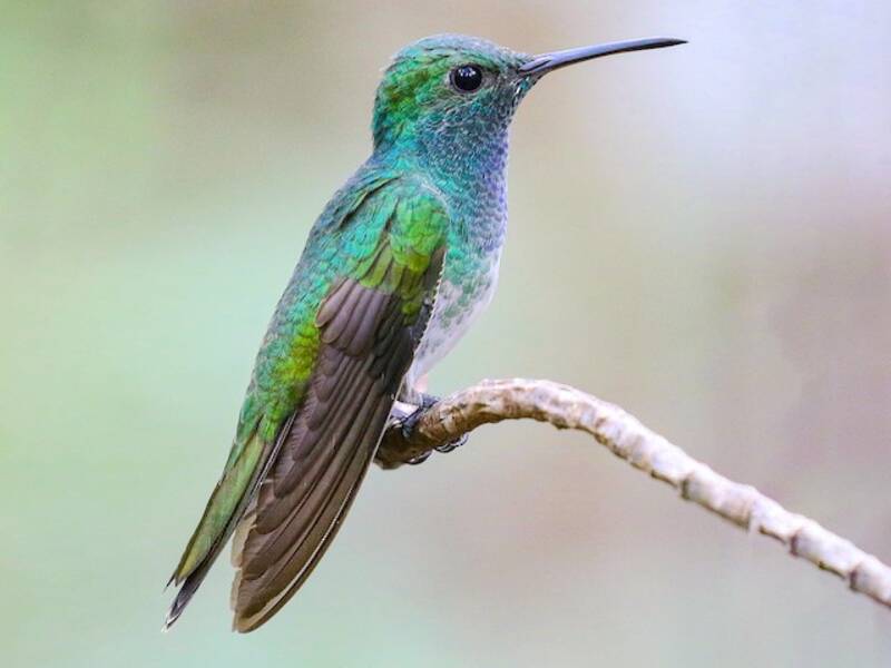 Mangrovenkolibri, Fotos 3
