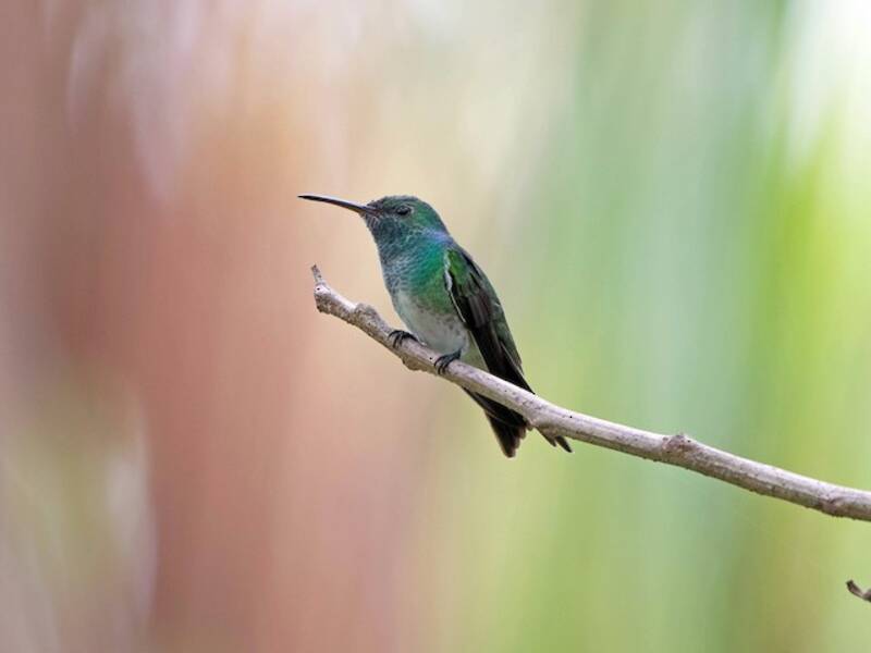 Mangrovenkolibri, Fotos 2