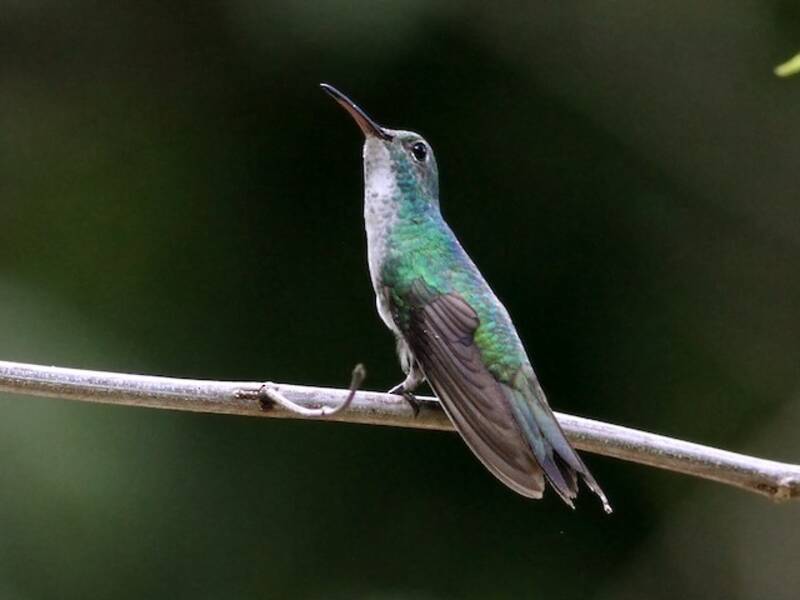 Mangrovenkolibri
