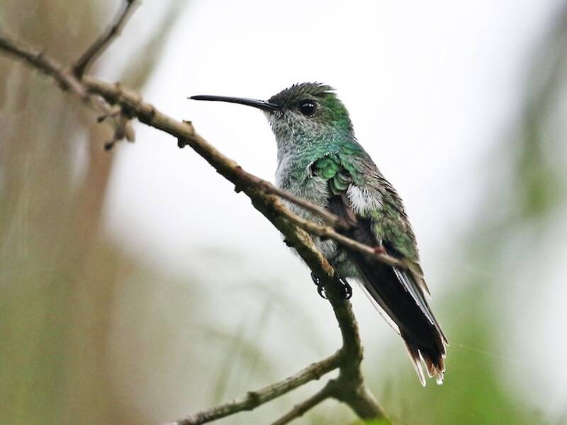 Mangrovenkolibri, Fotos 4