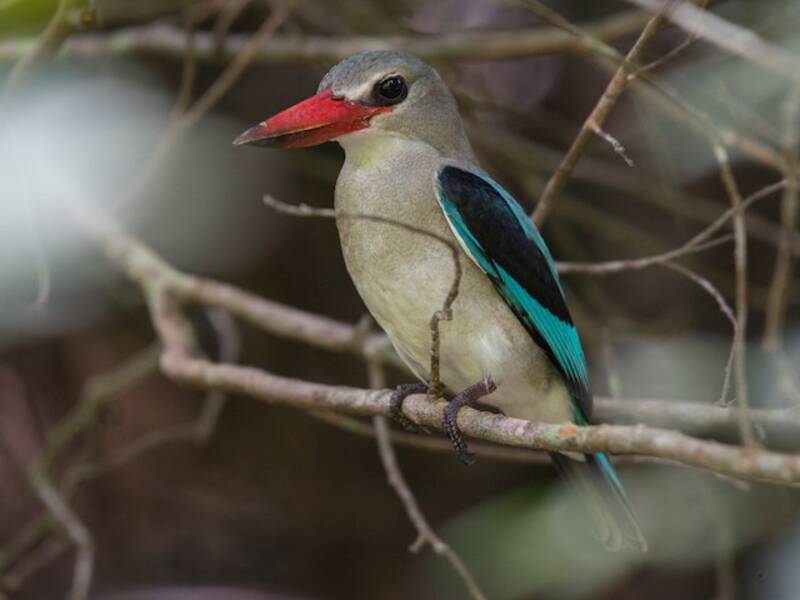 Martin pescatore delle mangrovie, Foto 4