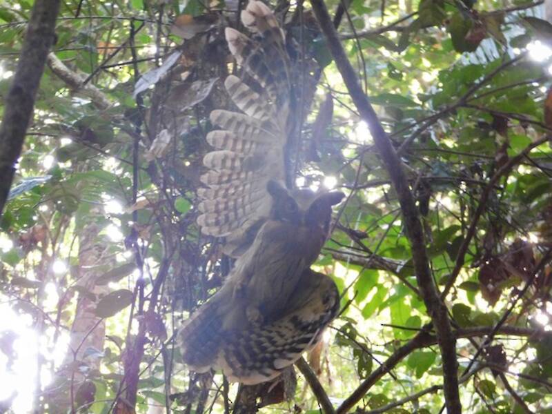 Maned Owl, 照片 2